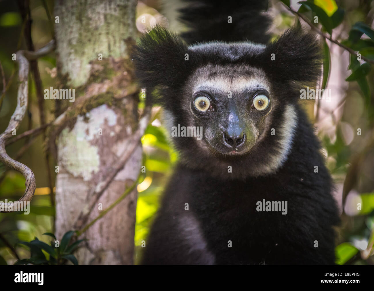 L'Indri, le plus grand lémurien de Madagascar Banque D'Images