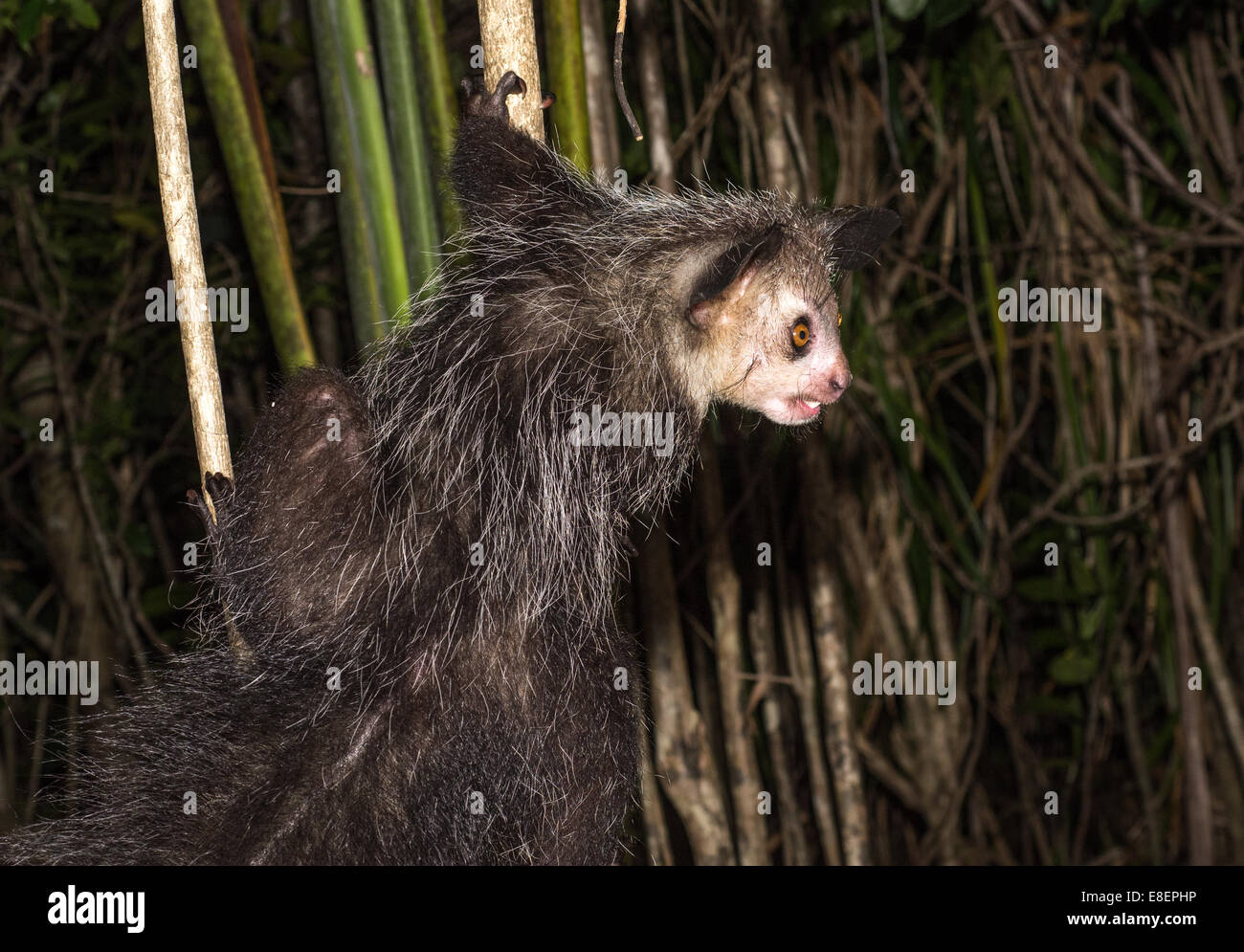 Aye-aye, lémurien nocturne de Madagascar Banque D'Images
