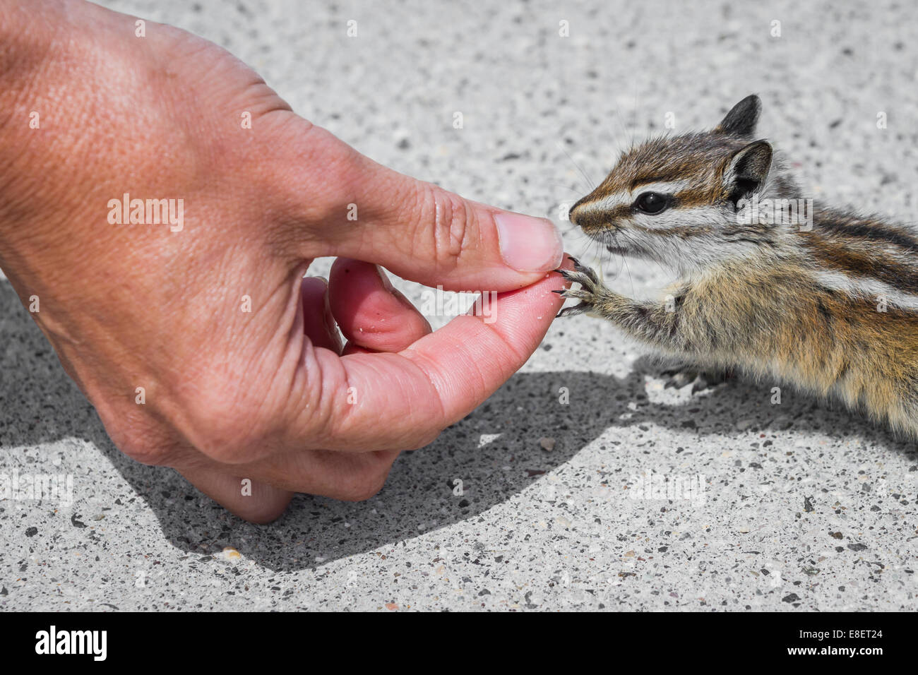 Close up of female hands nourrir les écrous pour un wild chipmunk Banque D'Images