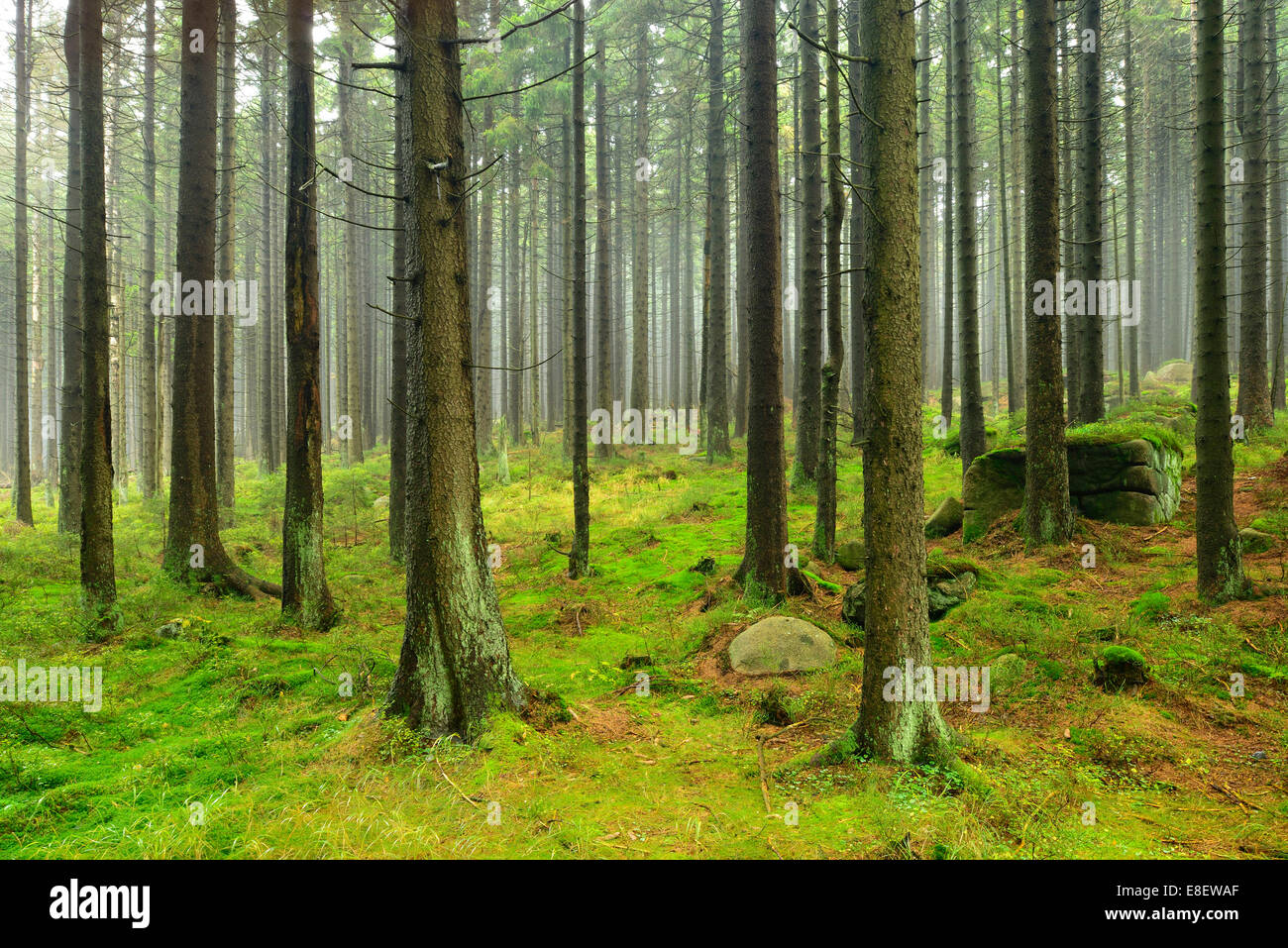 Forêt de sapins avec blocs de mousse dans la brume, Parc National de Harz, Saxe-Anhalt, Allemagne Banque D'Images