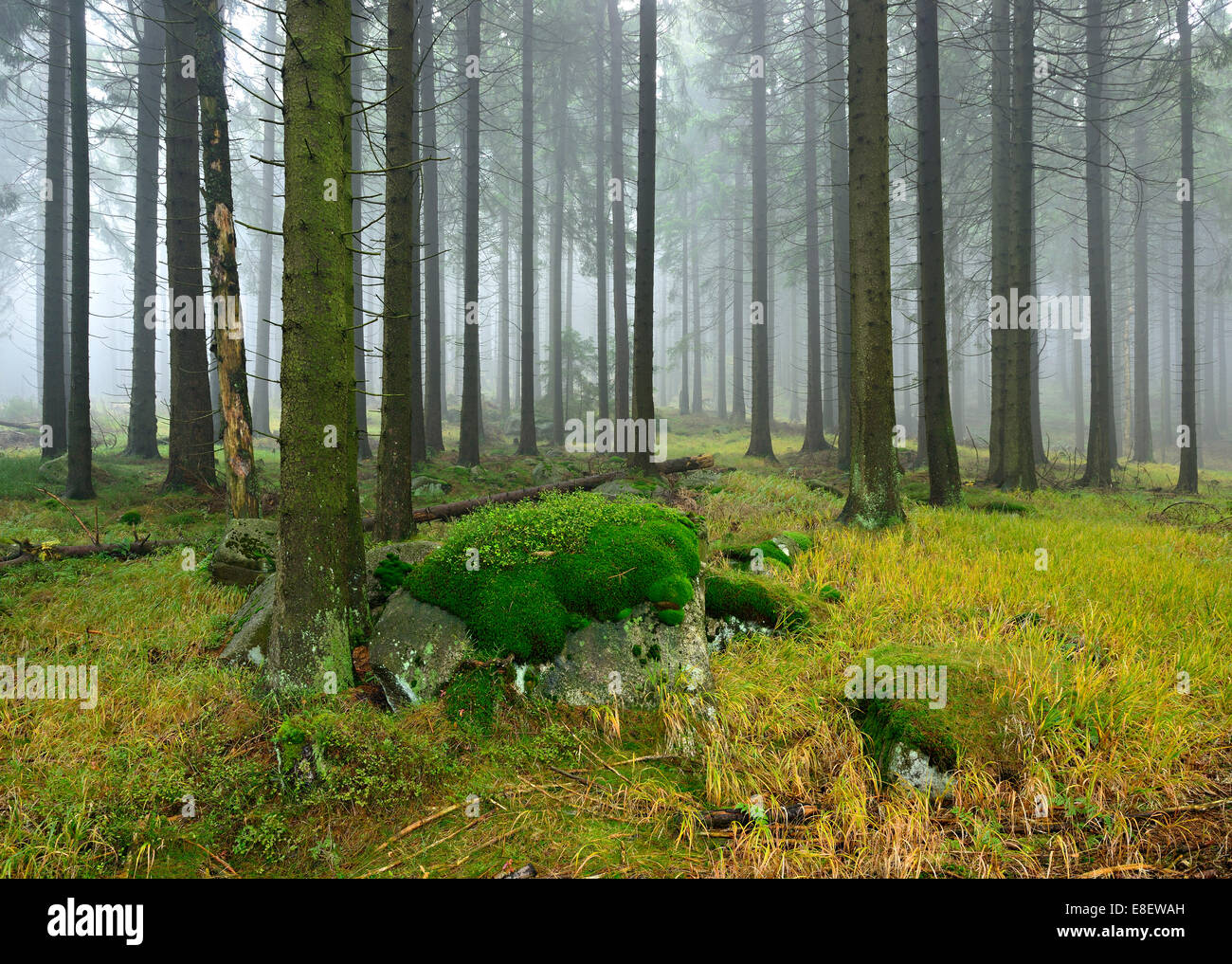 Forêt de sapins avec blocs de mousse dans la brume, Parc National de Harz, Saxe-Anhalt, Allemagne Banque D'Images