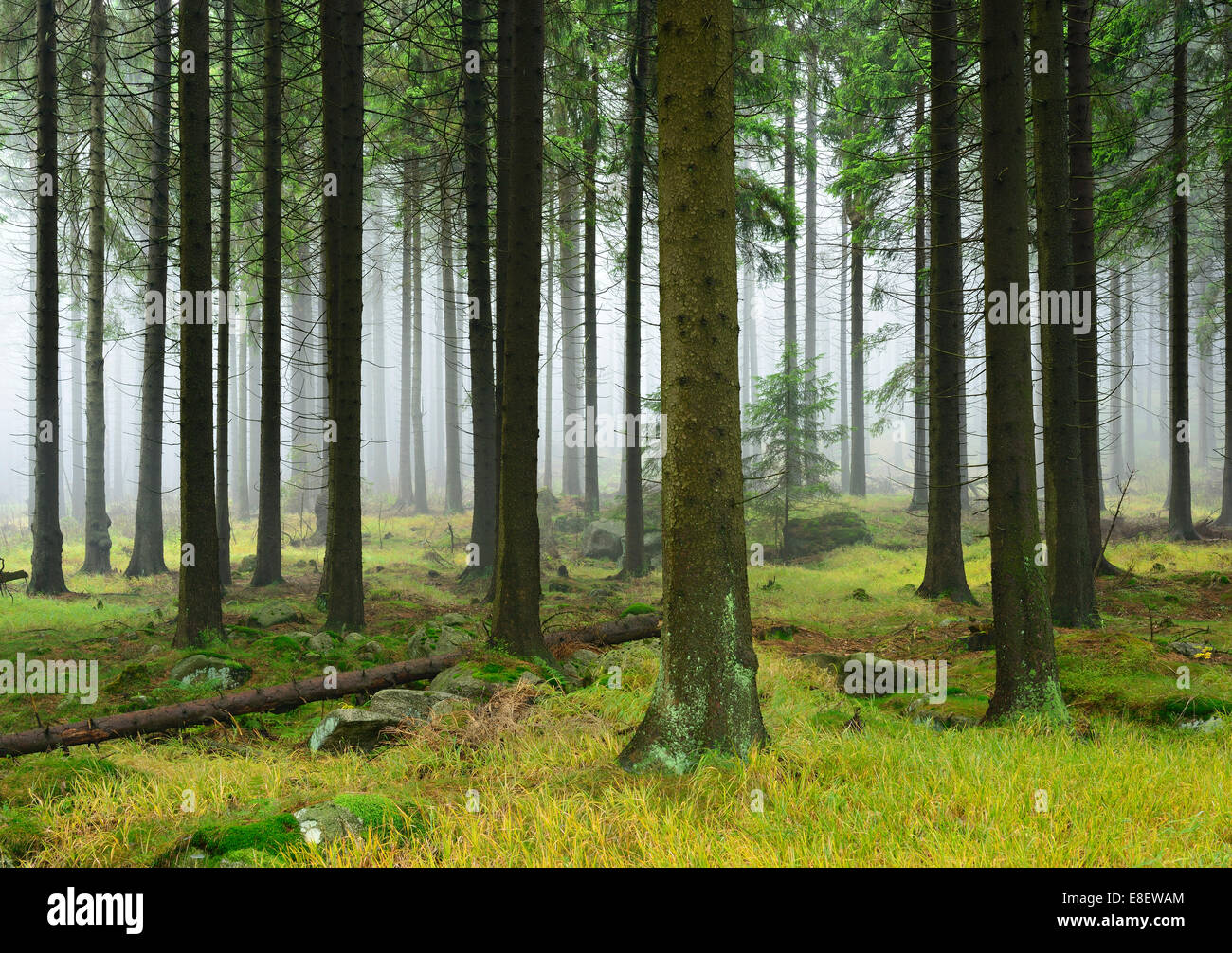 Forêt de sapins avec blocs de mousse dans la brume, Parc National de Harz, Saxe-Anhalt, Allemagne Banque D'Images