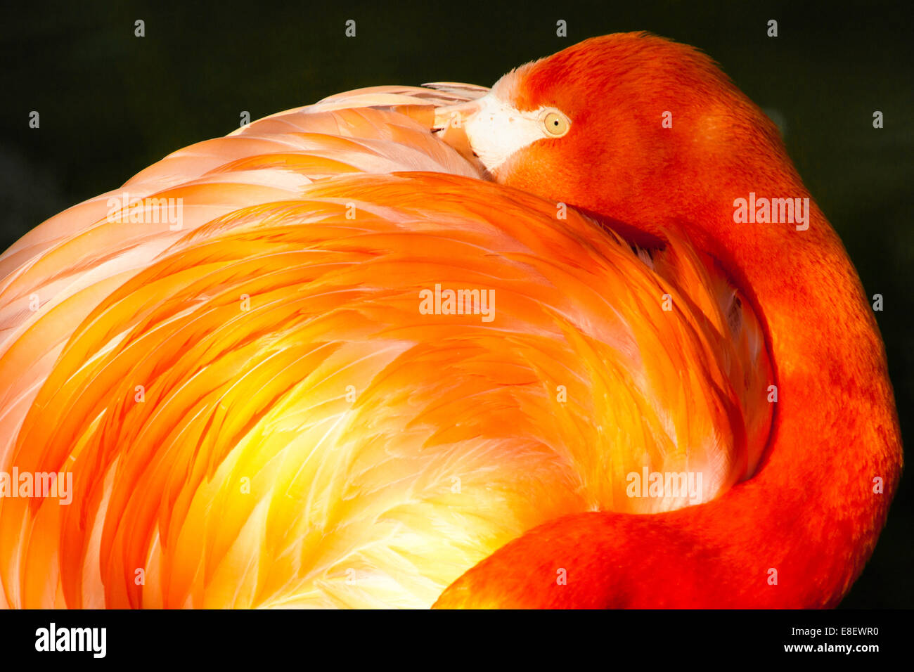 Flamingo au repos dans la lumière du matin, Hellabrunn, Munich, Allemagne Banque D'Images