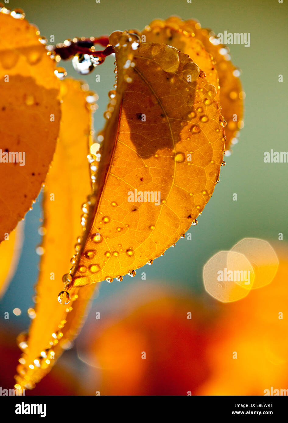 Les feuilles d'automne jaune et humide avec de l'eau tombe dans le contre-jour tôt le matin Banque D'Images