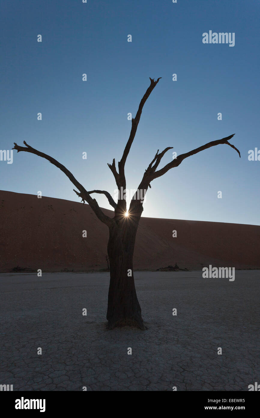Morts ou zone de l'arbre d'Acacia pétrifié en face d'une dune dans le Dead Vlei ou DeadVlei, Désert du Namib, Namibie Banque D'Images