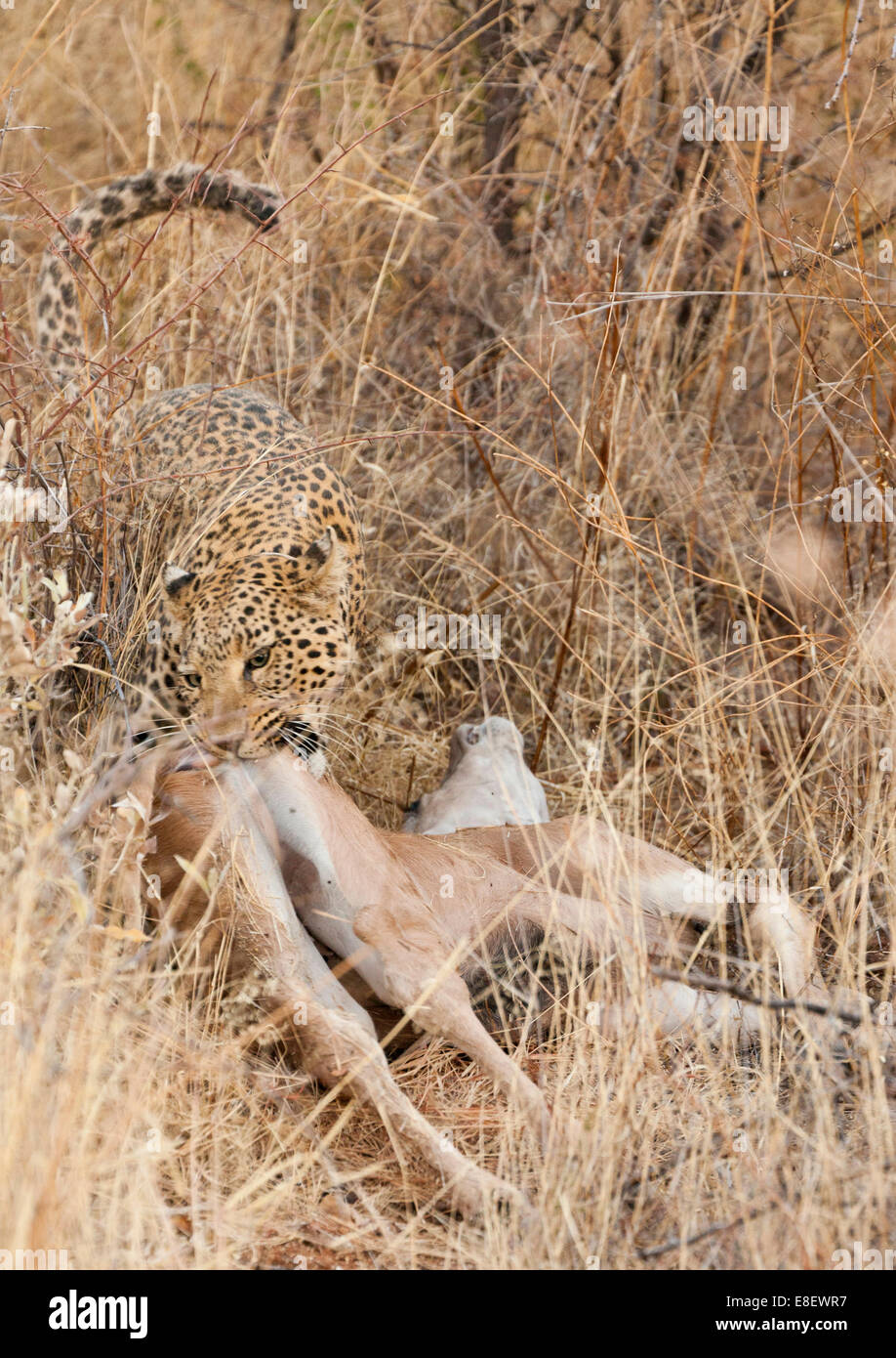 Leopard (Panthera pardus) dans l'herbe des prairies début de manger un pourchassés Impala, Namibie Banque D'Images