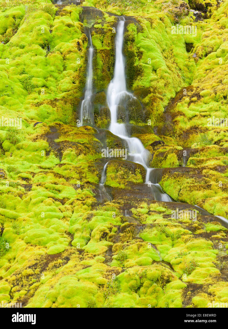 Une petite chute d'eau cascadant une paroi de rochers recouverts de mousse d'Islande Westfjords, Latrabjarg, ou des fjords de l'Ouest Banque D'Images