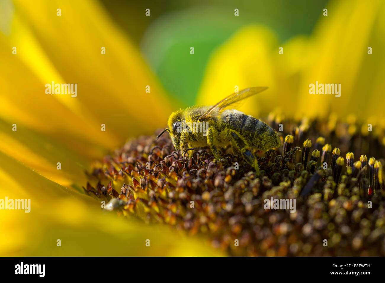 L'abeille européenne (Apis mellifera) sur un tournesol (helianthus) Banque D'Images