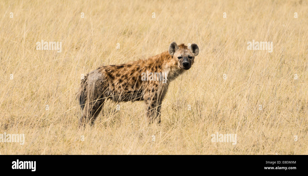 L'Hyène tachetée (Crocuta crocuta) marcher dans l'herbe sèche, Etosha National Park, Namibie Banque D'Images