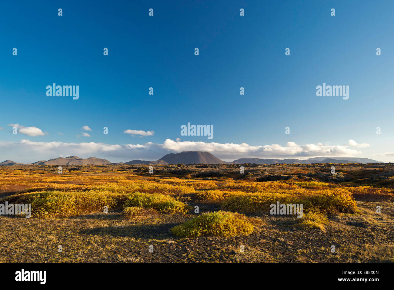 Feuillage d'automne, la région de Mývatn, Région du Nord-Est, de l'Islande Banque D'Images