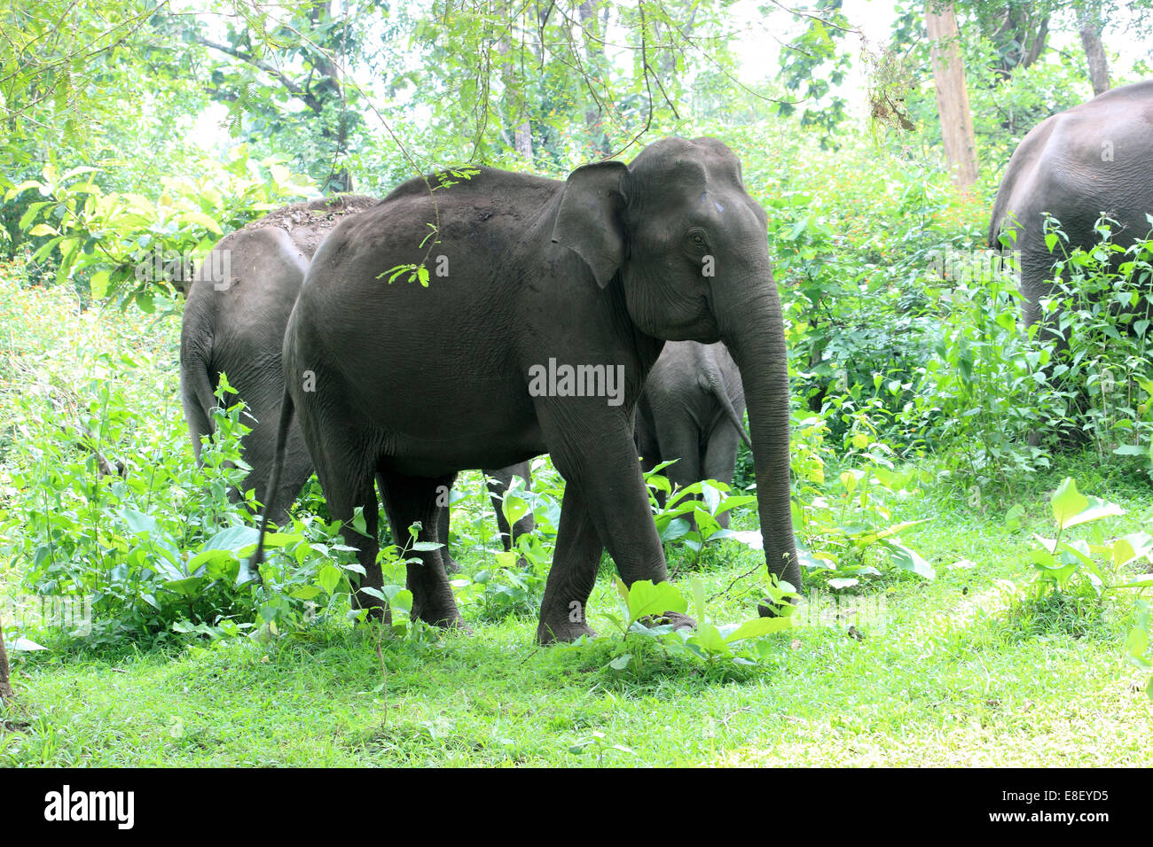 Les éléphants sauvages indiens Muthanga Wildlife Sanctuary, Sulthan Bathery, Kerala, Inde Banque D'Images