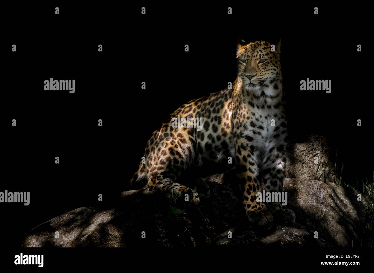 Amur Leopard Banque D'Images