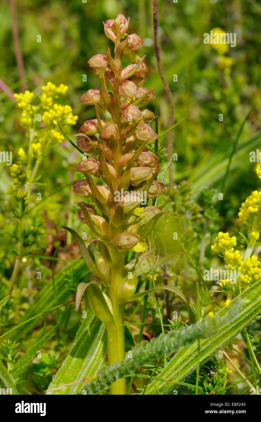 Frog - Orchidée Dactylorhiza viride croissant sur les Hébrides extérieures, de "machair" Banque D'Images