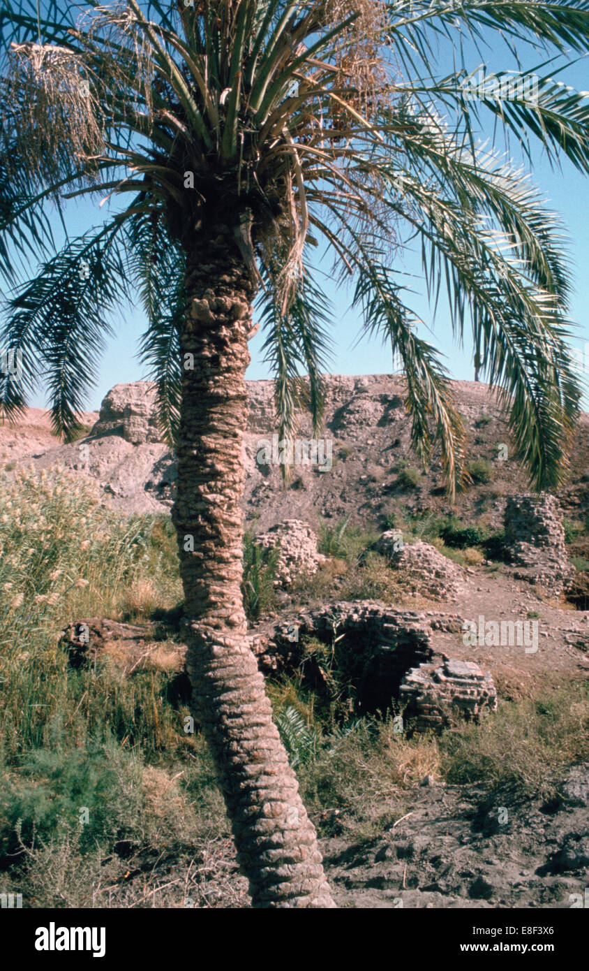 Palm tree ci-dessous Lion de Babylone, Irak, 1977. Banque D'Images