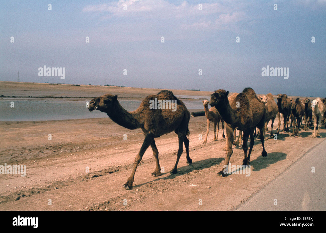 Camel train roulant sur une route qui longe l'euphrate près de Nassiriyah, Irak, 1977. Banque D'Images