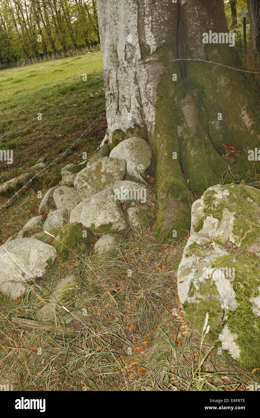 Des roches couvertes de lichen à Lockerbie, Dumfriesshire, Ecosse, Royaume-Uni Banque D'Images