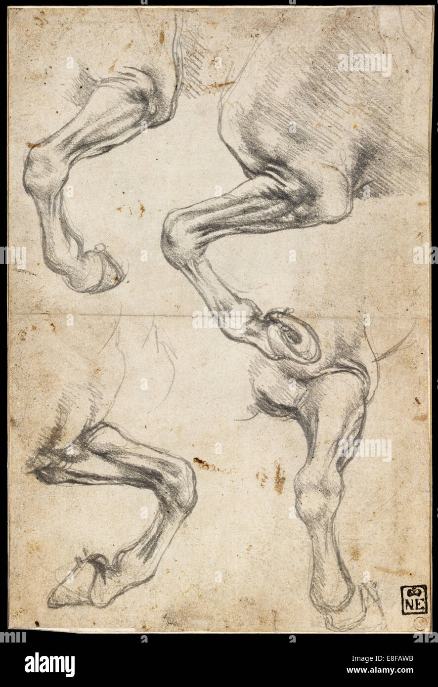 Des études sur la jambe du cheval. Artiste : Leonardo da Vinci (1452-1519) Banque D'Images
