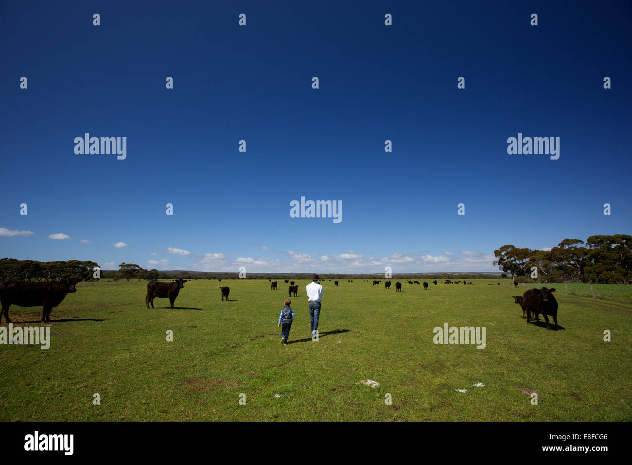 Kangaroo Island Kangaroo Beach & Lodges Banque D'Images