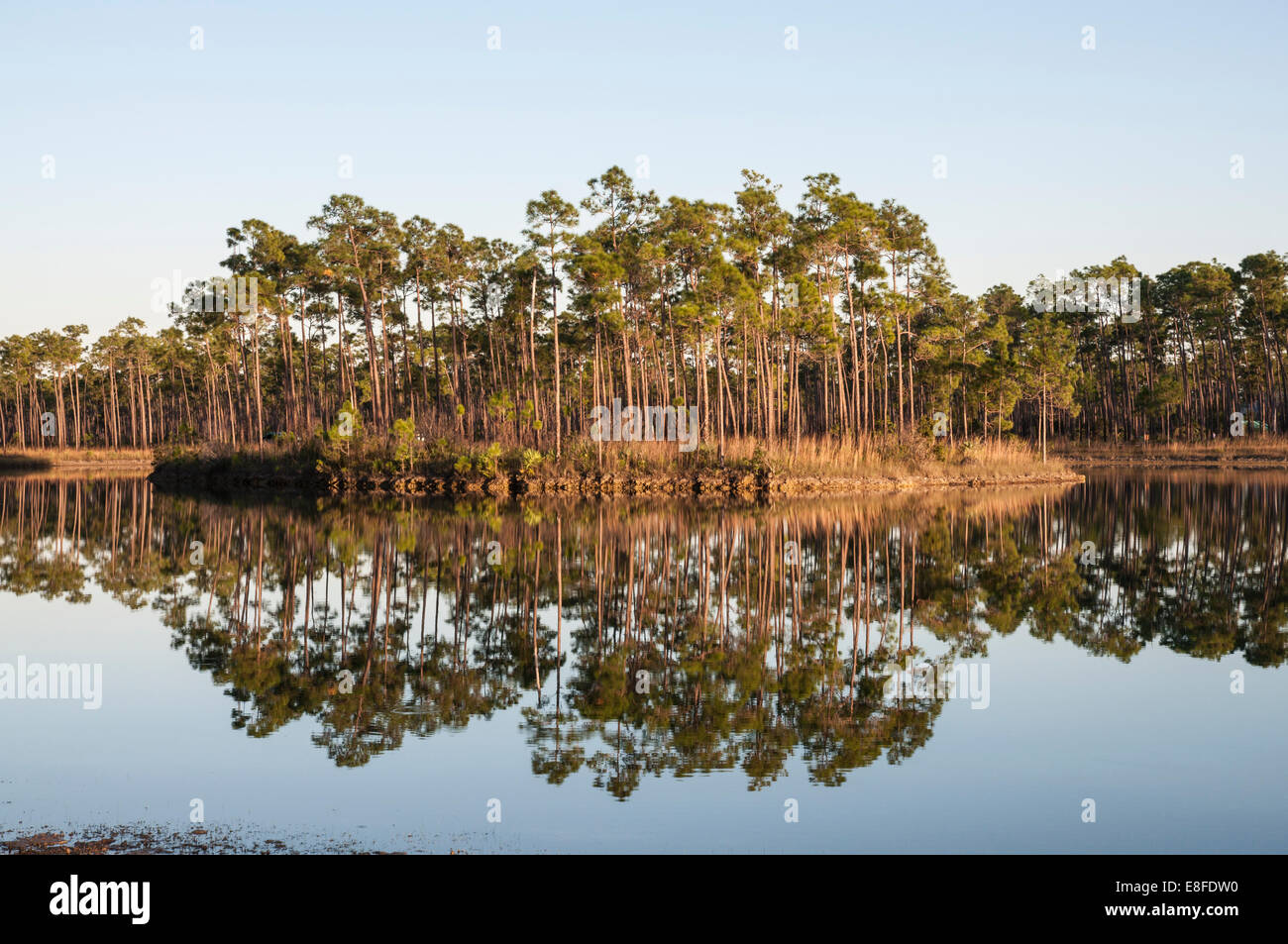 Cyprès dans le parc national des Everglades, Florida, USA Banque D'Images