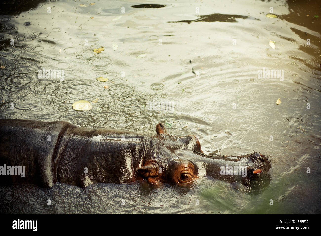 CLose-up d'un hippopotame dans une rivière Banque D'Images