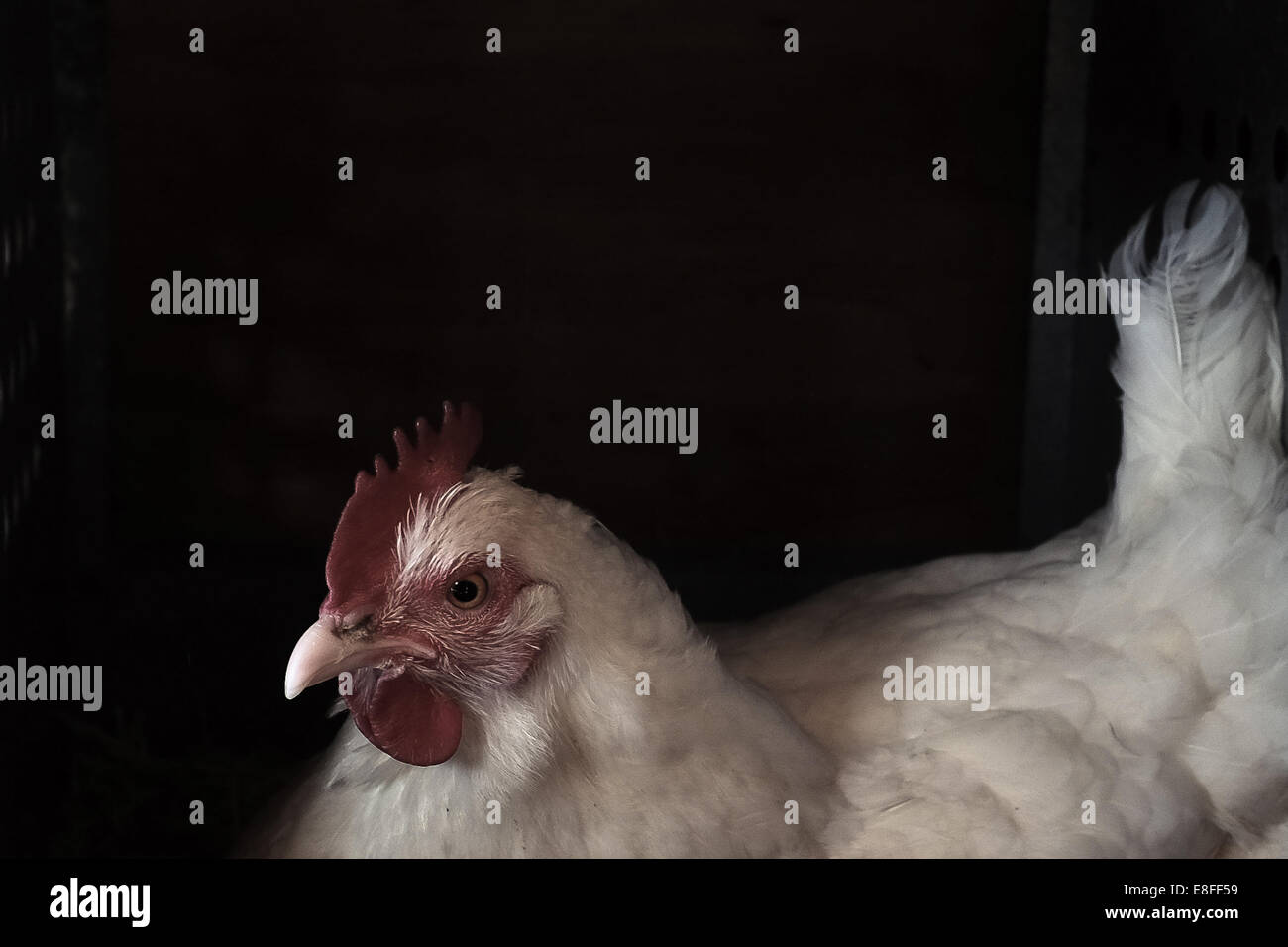 Portrait d'une poule dans un poulailler Banque D'Images