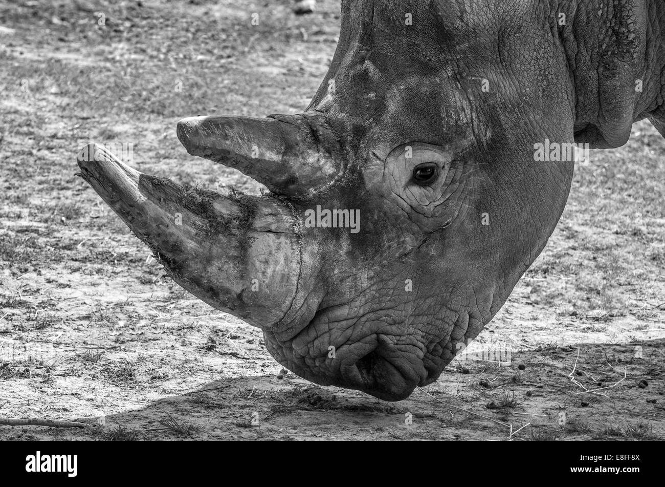 Rhino en noir et blanc Banque D'Images