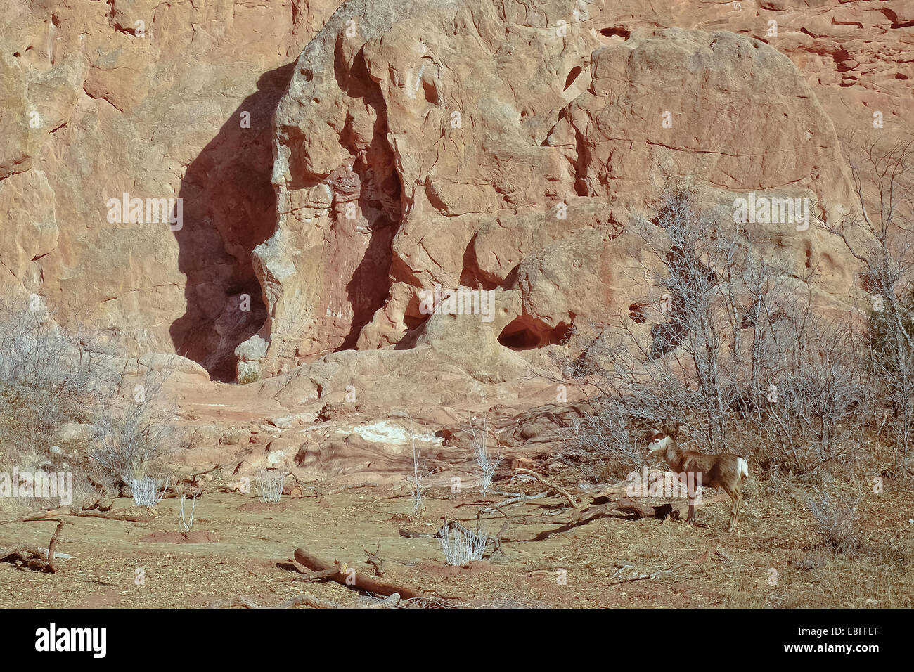 USA, Colorado, El Paso, Colorado Springs, le Jardin des Dieux, Garden Drive, le chevreuil en milieu naturel Banque D'Images