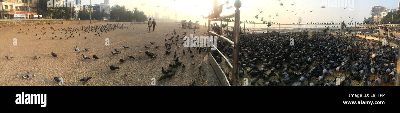 Nourrir les oiseaux l'organisme de bienfaisance sur Marine Drive station, Mumbai, Inde Banque D'Images