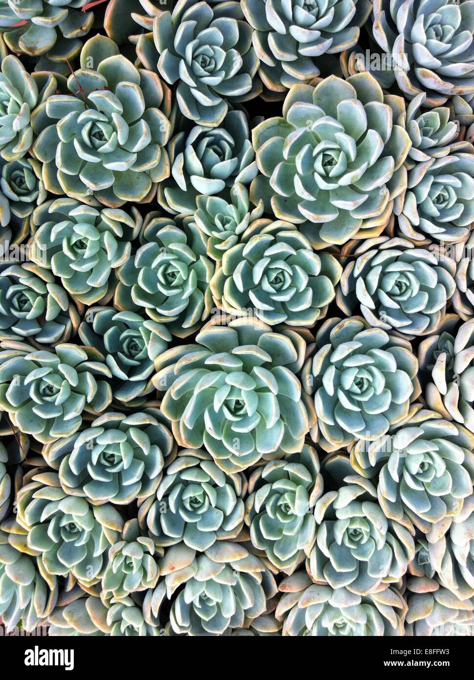 Close up of Succulent Plants Banque D'Images