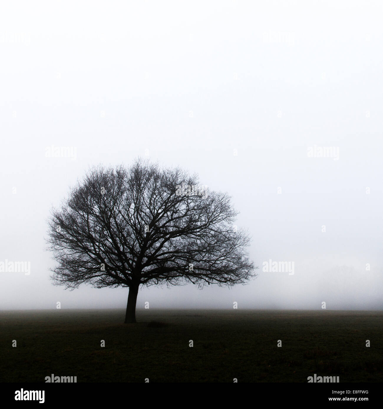 Arbre isolé dans la brume Banque D'Images