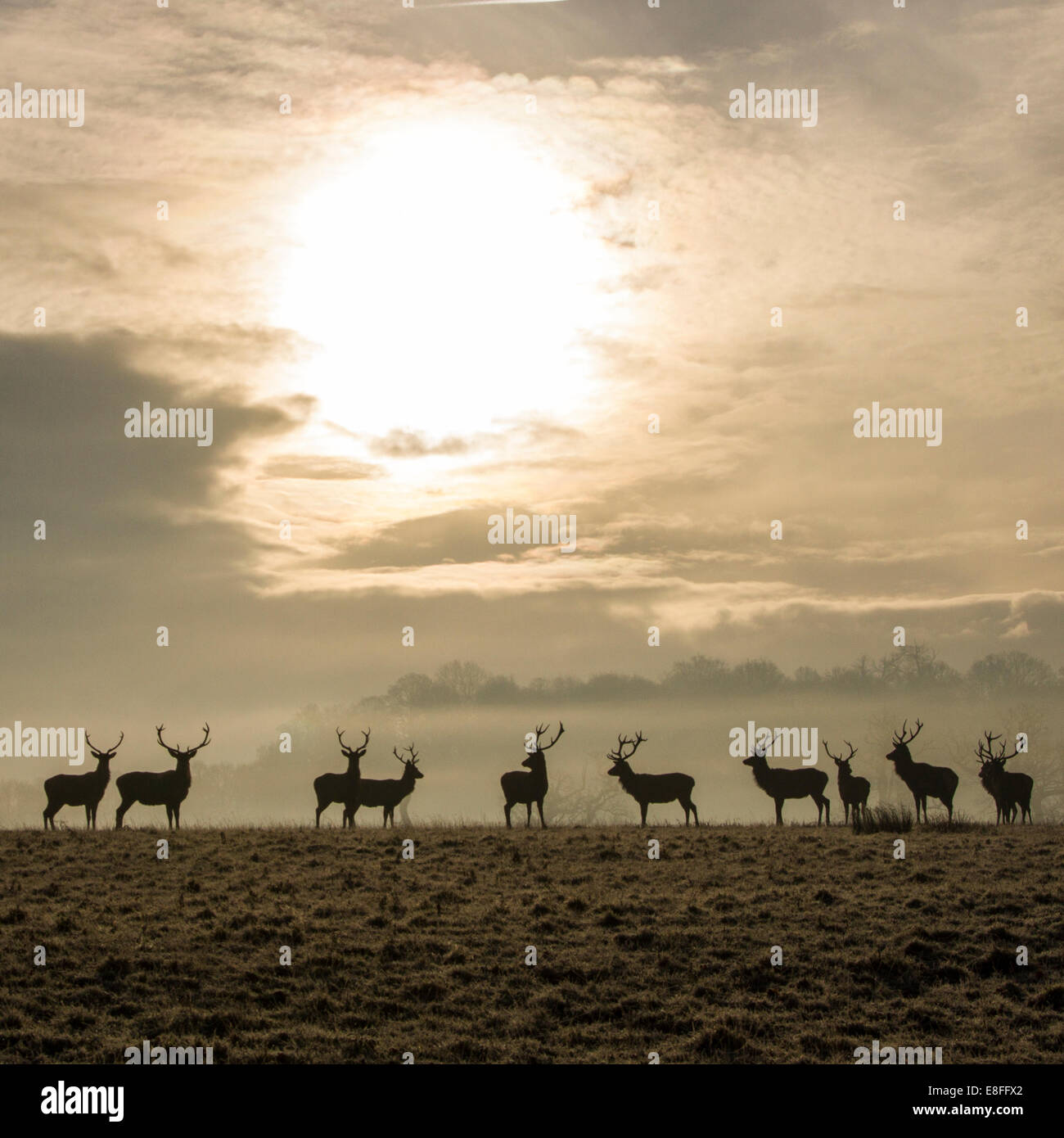 Troupeau de cerfs dans le champ, Berkshire, Angleterre, Royaume-Uni Banque D'Images