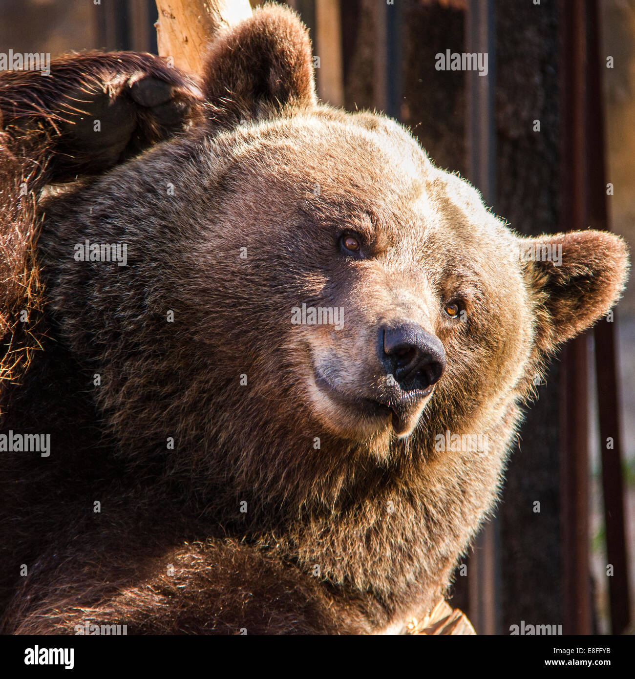 Close up de grizzli Banque D'Images