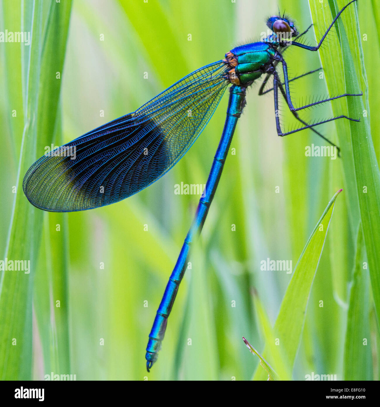 Close-up of dragonfly sur brin d'herbe Banque D'Images
