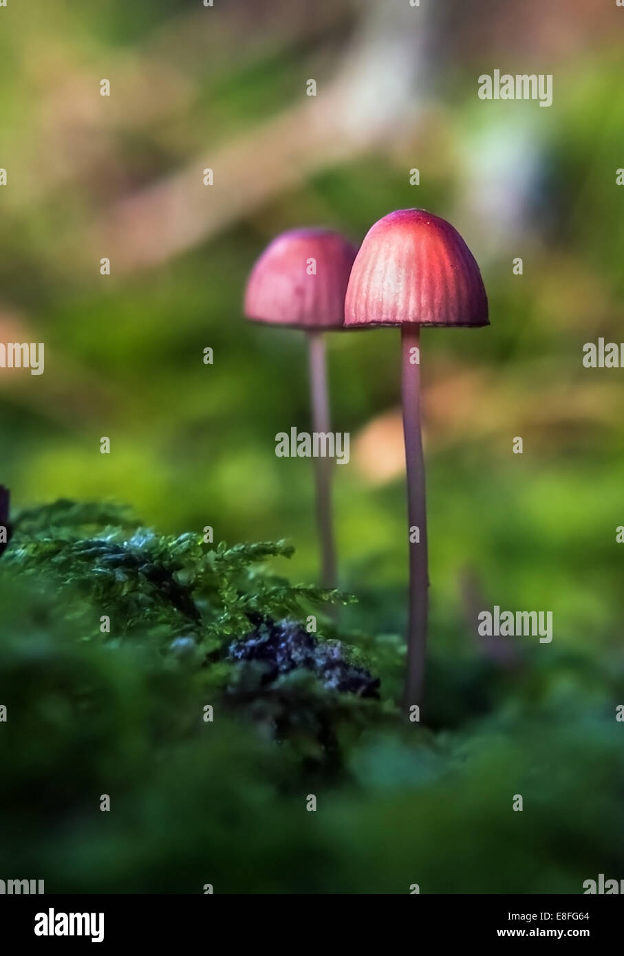 Les champignons sauvages en forêt, Suède Banque D'Images
