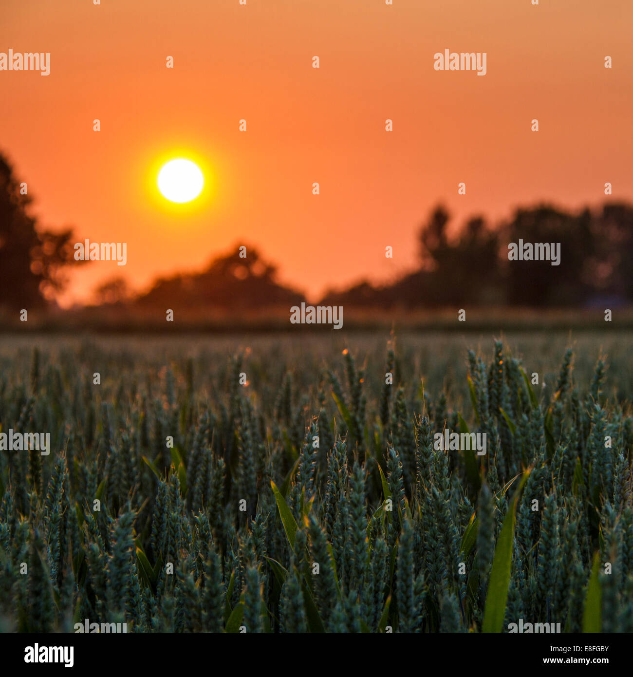 Coucher de soleil sur champ de blé Banque D'Images