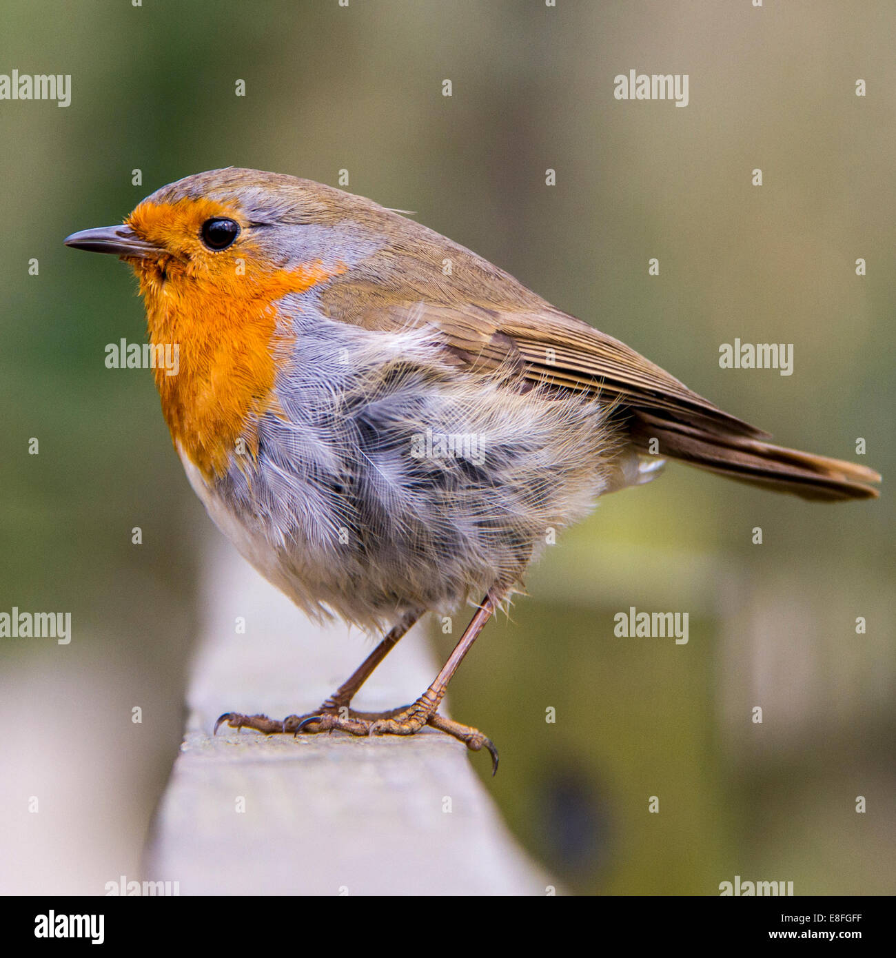 Close up of red robin oiseau posé sur fence Banque D'Images