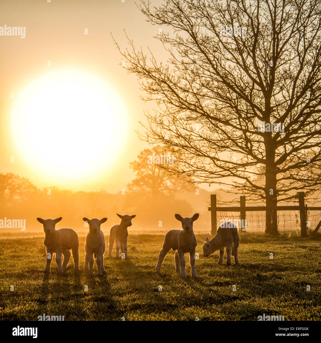 Troupeau d'agneaux dans un champ au coucher du soleil, Angleterre, Royaume-Uni Banque D'Images