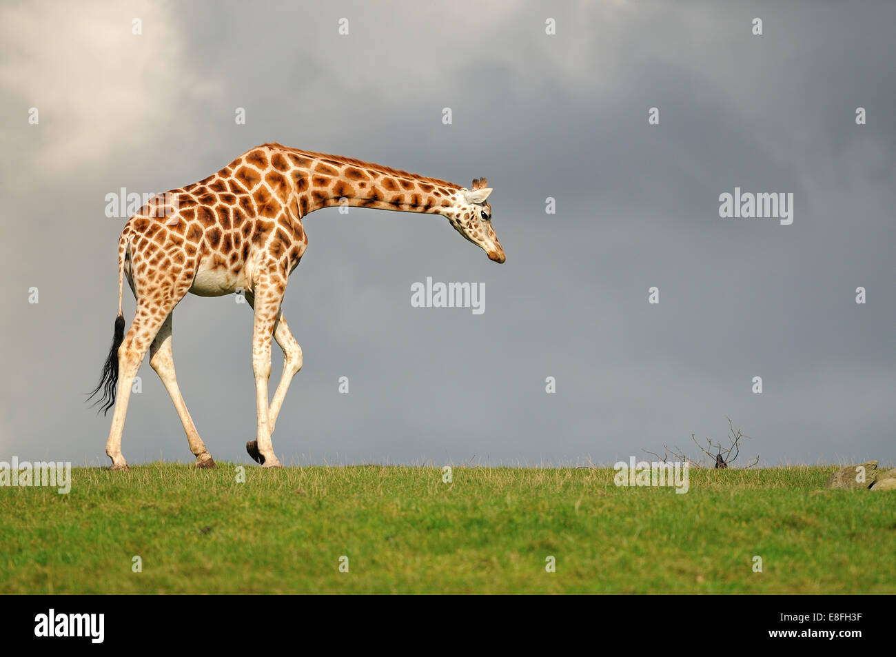 Girafe marche face au ciel noir Banque D'Images