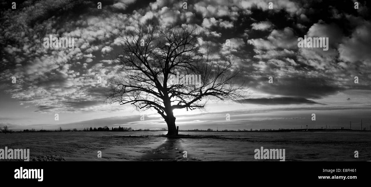 USA, New York, le Comté de Bonneville, Idaho Falls, seul et triste tree Banque D'Images