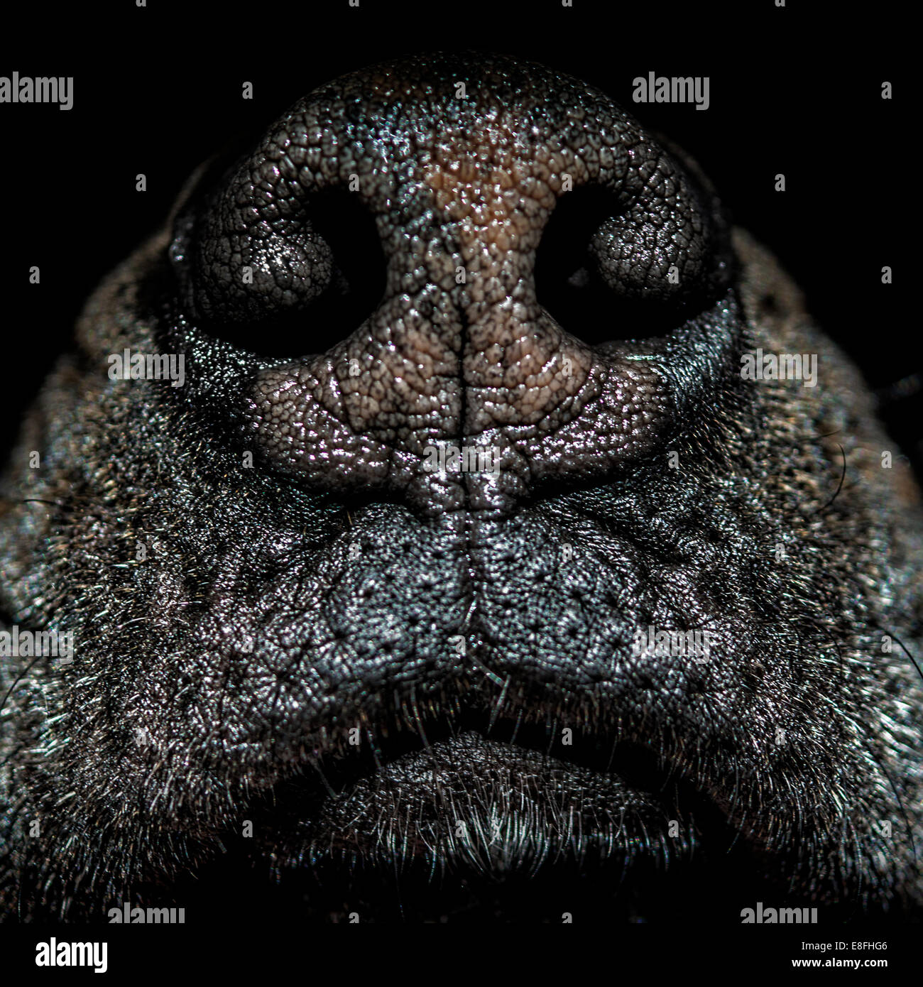 Close up of dog's nose Banque D'Images