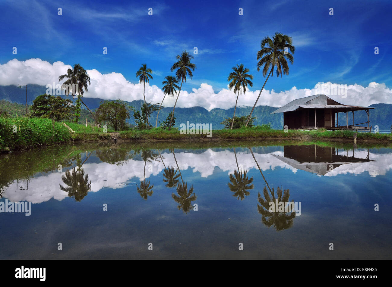L'Indonésie, de Padang, région du lac Maninjau depuis, la réflexion des palmiers Banque D'Images