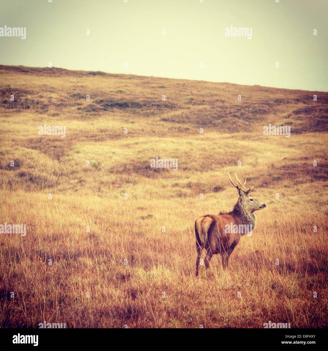 Cerf debout dans un champ, Jura, Hébrides intérieures, Argyll et Bute, Écosse, Royaume-Uni Banque D'Images