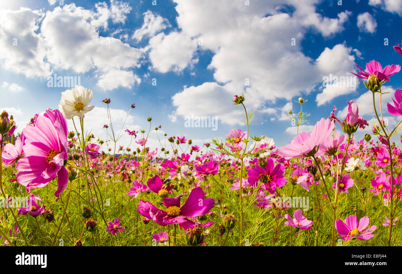 Le Japon Okinawa Champ De Fleurs Cosmos Banque Dimages