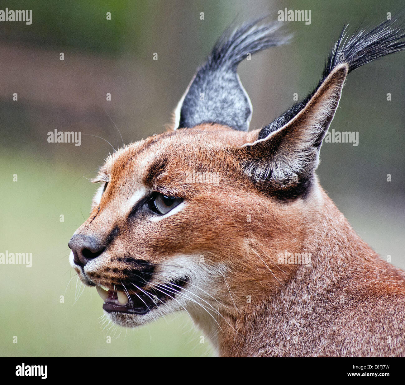 Portrait d'un caracal (Caracal caracal) wildcat, Afrique du Sud Banque D'Images