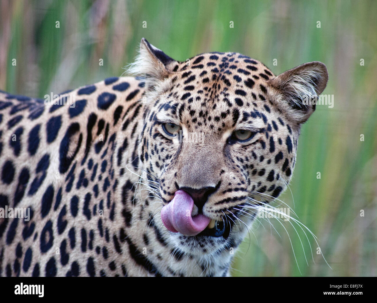 Leopard léchant les lèvres, Mpumalanga, Afrique du Sud Banque D'Images