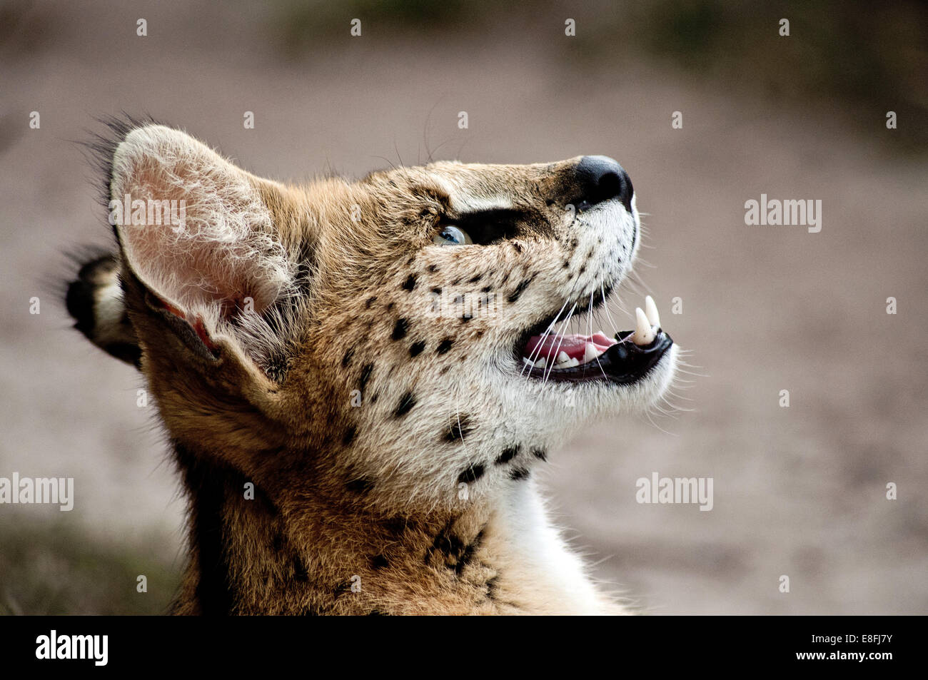 Portrait of African wildcat, Mpumalanga, Afrique du Sud Banque D'Images