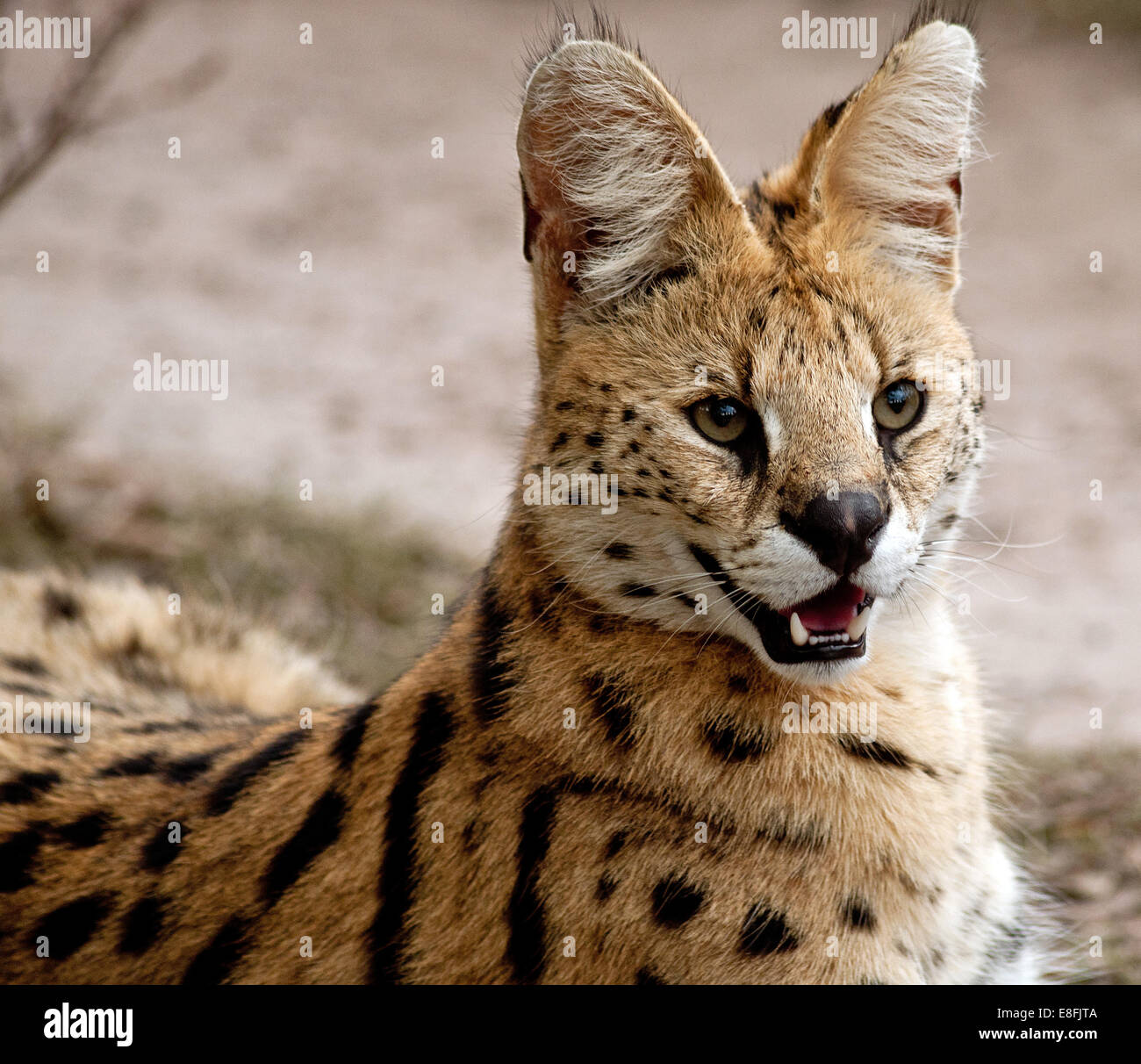 Chat Africain Banque D Image Et Photos Alamy