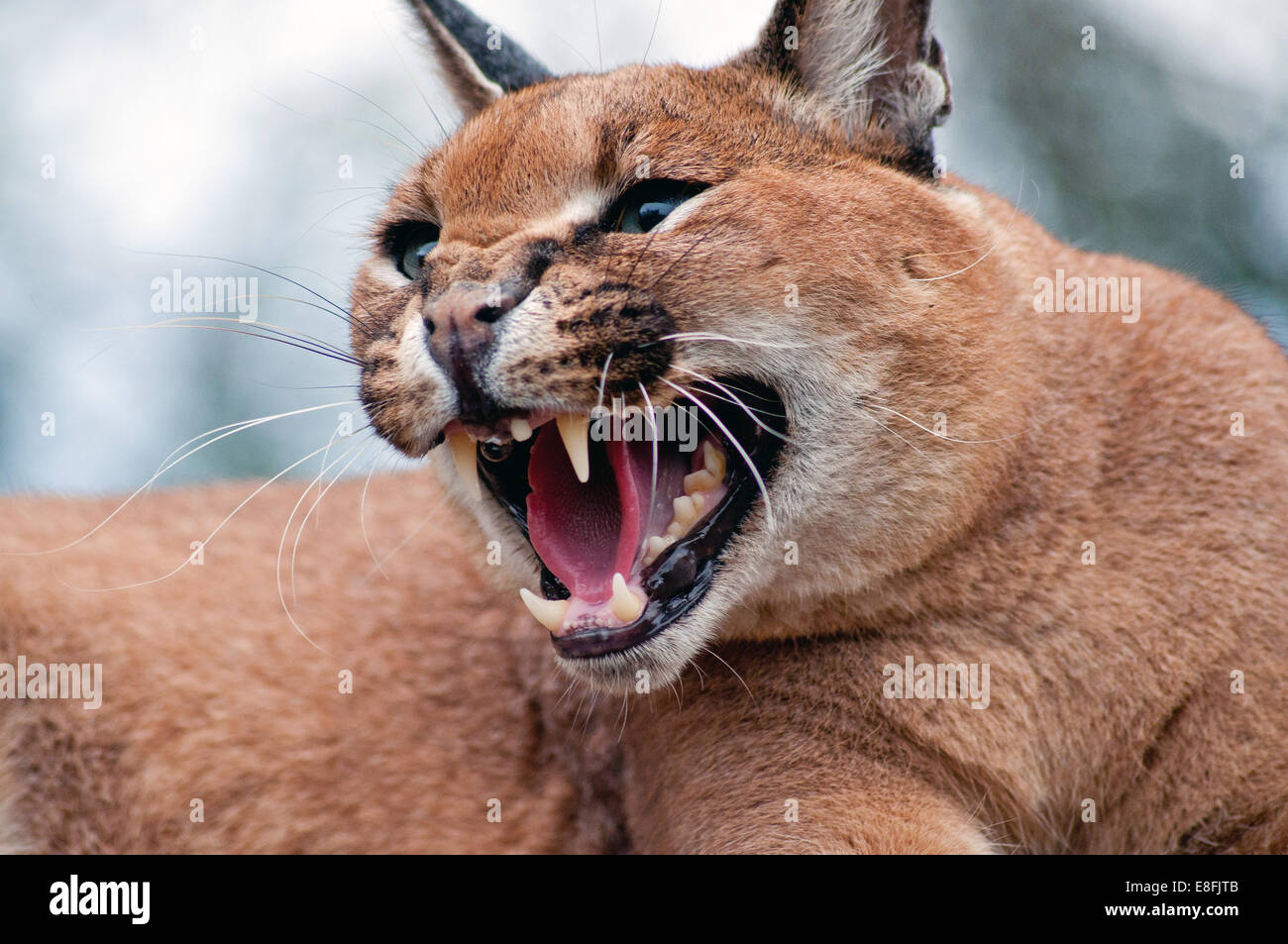 Portrait de caracal (Caracal caracal) grogne, Afrique du Sud Banque D'Images