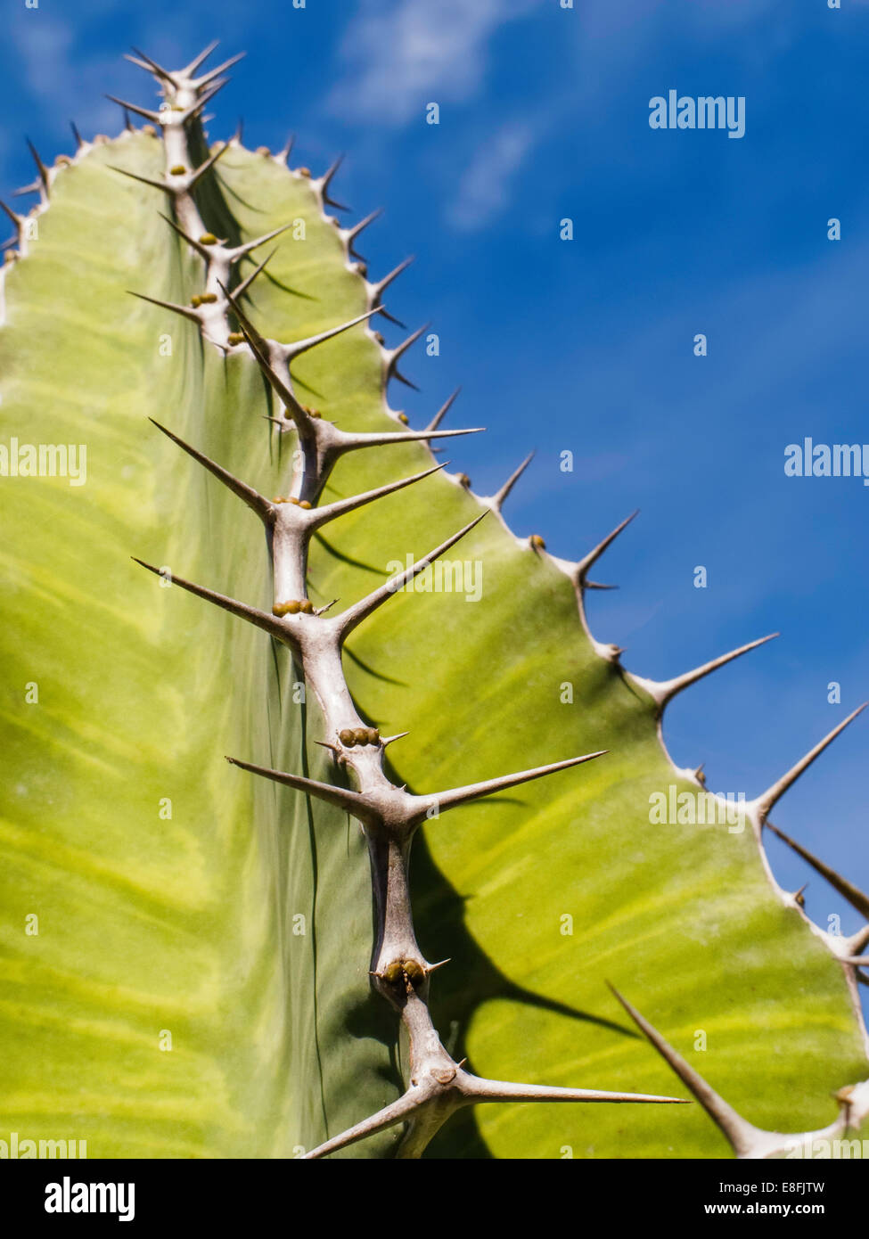 USA, Florida, Miami, Comté de Miami-Dade, vert plante succulente épineuse Banque D'Images