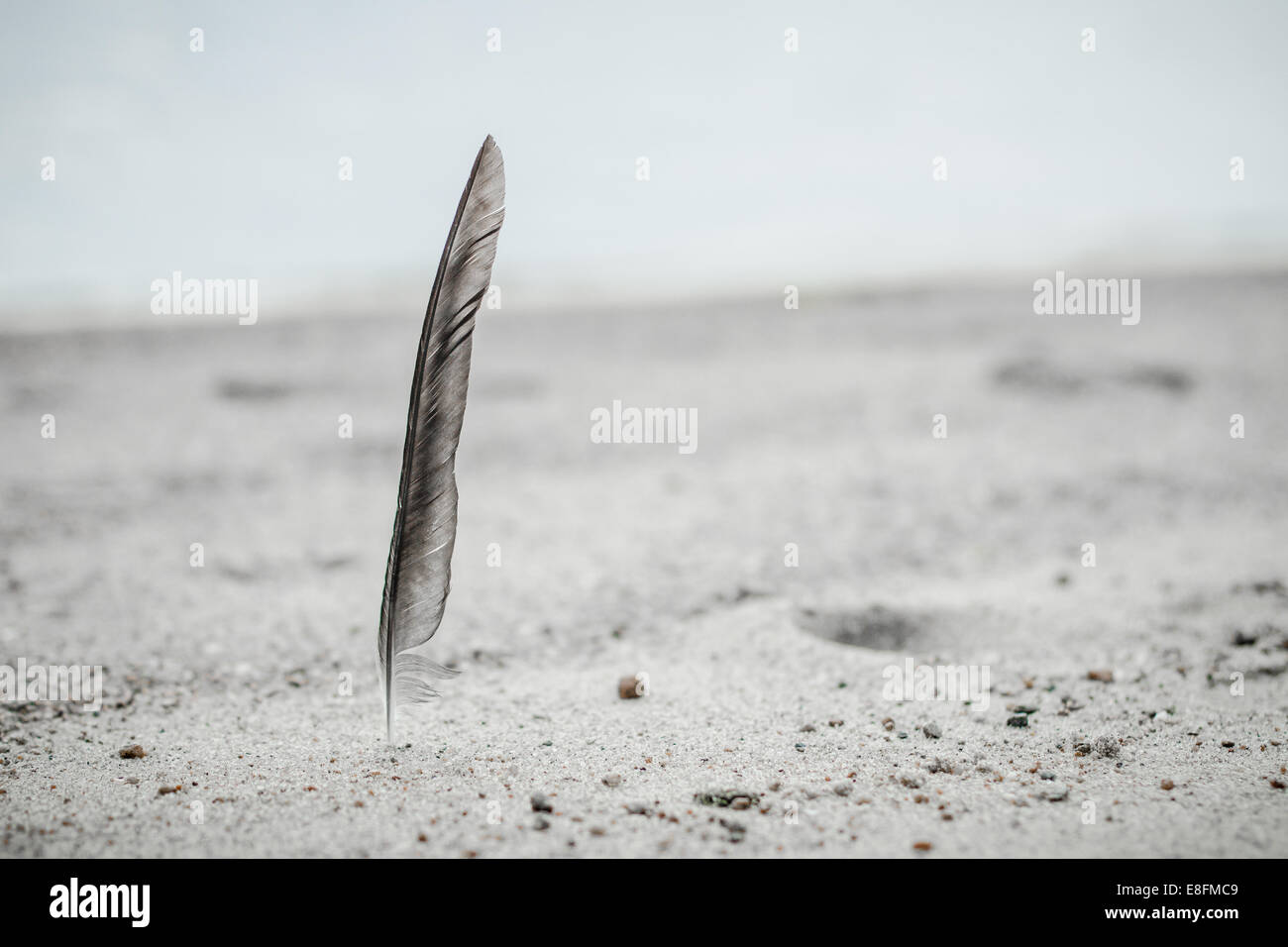 La Norvège, Feather trouvés sur la plage Banque D'Images